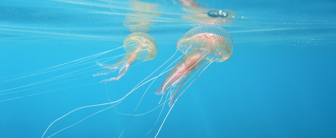 Quels Sont Les Bons Reflexes En Cas De Piqures De Meduses Quels Sont Les Bons Reflexes En Cas De Piqures De Meduses