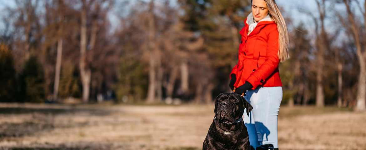Règles liées aux chiens considérés comme dangereux