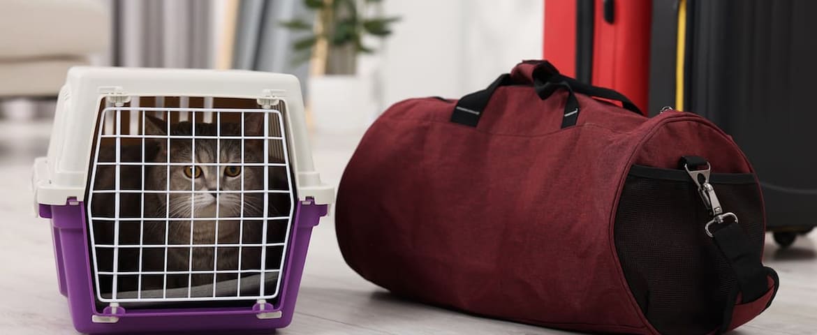 déménager avec son chat