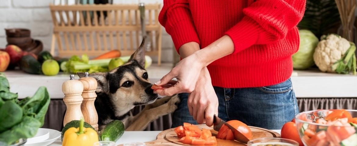 Alimentation maison pour chien