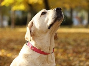assurance chien et chat - labrador - exemples tarifs