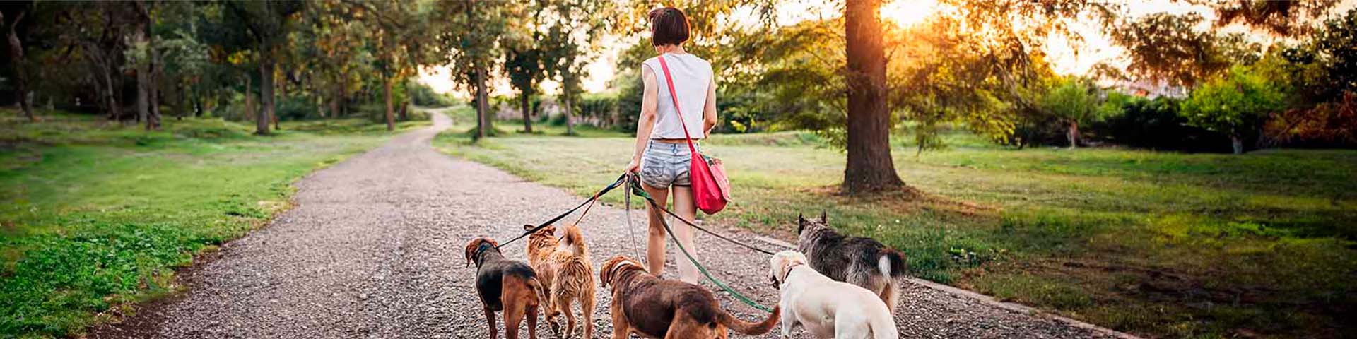 Une pet-sitters qui promène des chiens