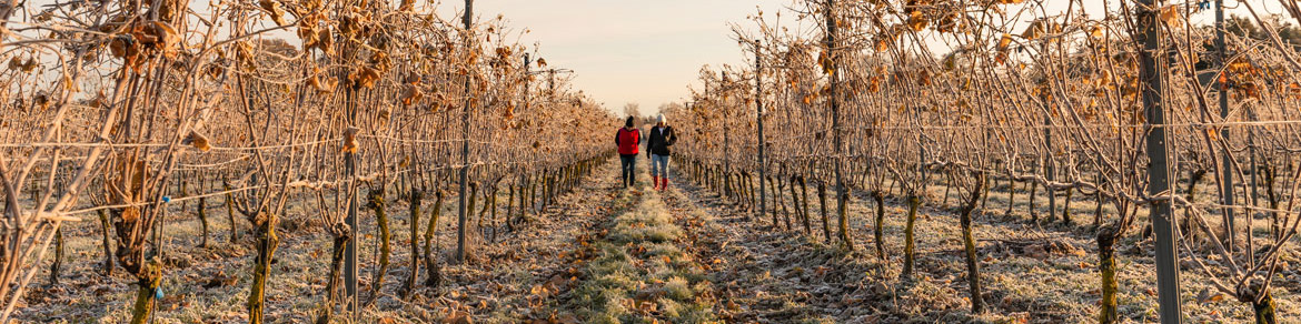 Assurance pour couvrir les vignes en cas de gel
