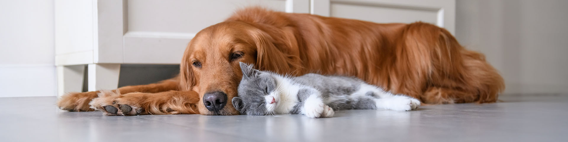 un chien et un chat ensemble sur le sol