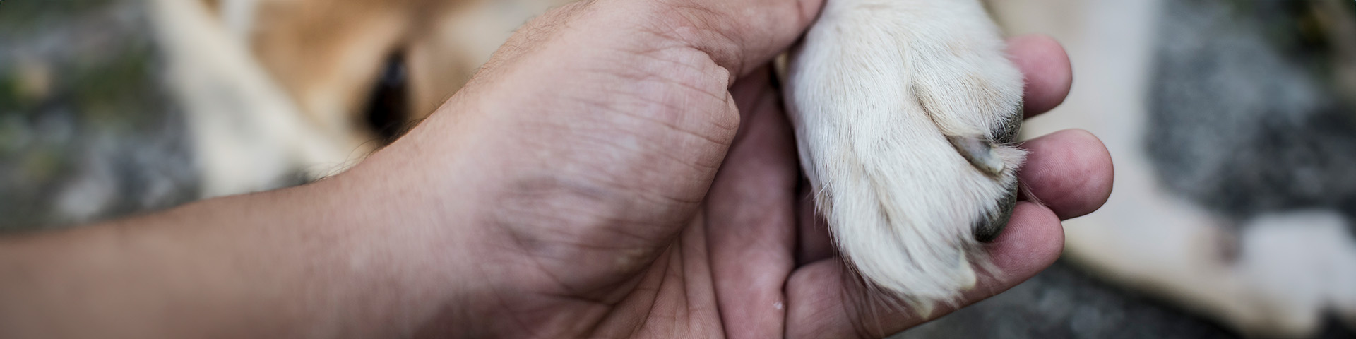 Une personne qui tient la patte d'un chien 