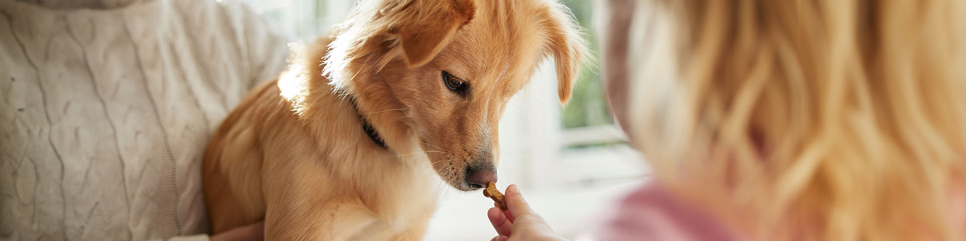 Enfant donnant une récompense alimentaire à un petit chiot