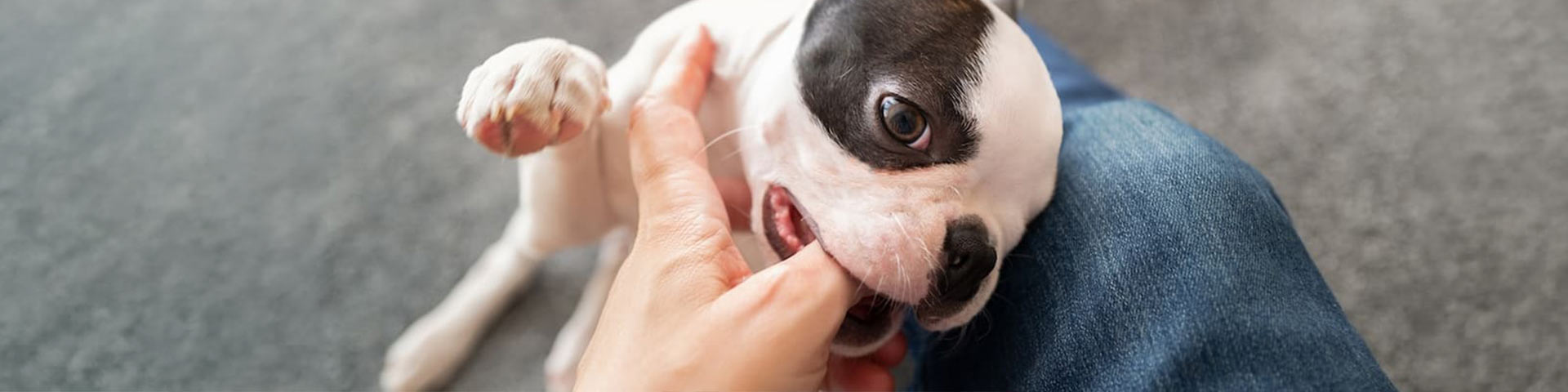 Un bulldog qui mordille une main