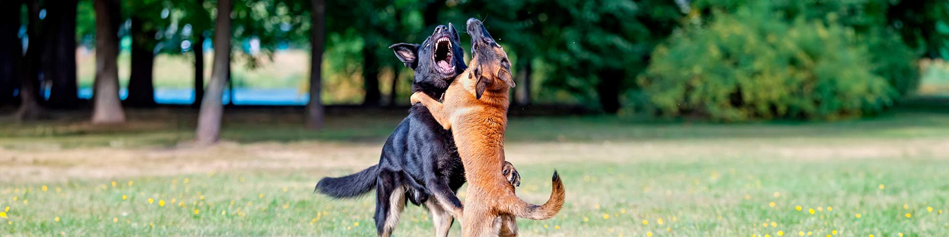 deux chiens qui se bagarrent