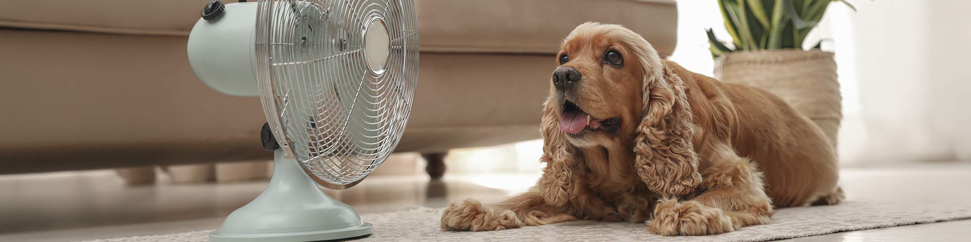 Un chien allongé devant un ventilateur 