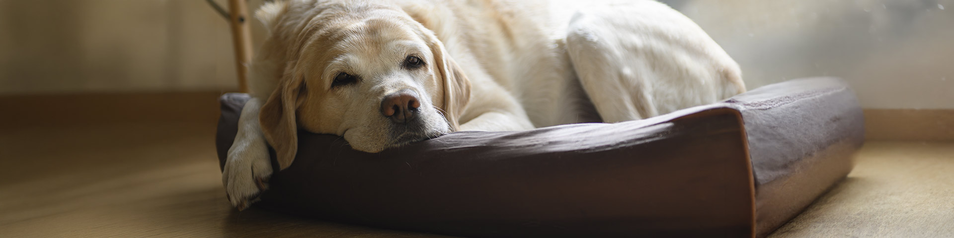 Un labrador couché dans un panier