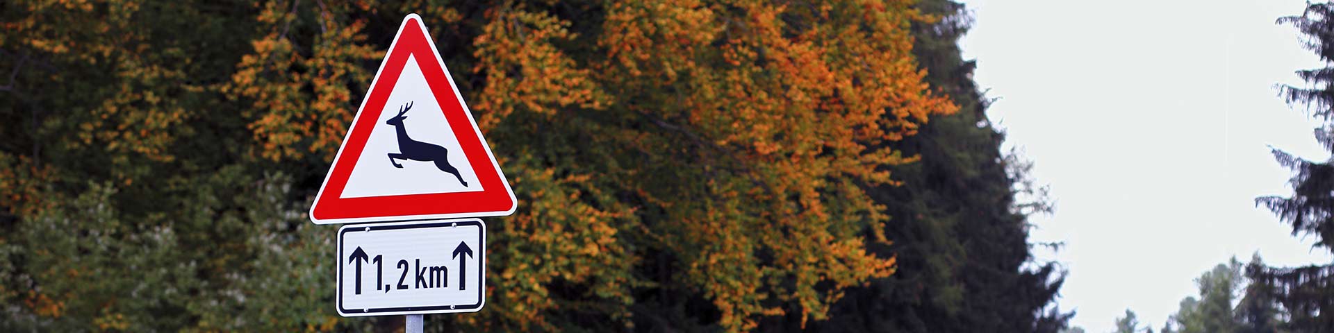 Actu_colision_animal_sauvage_1920X480 (002).jpg