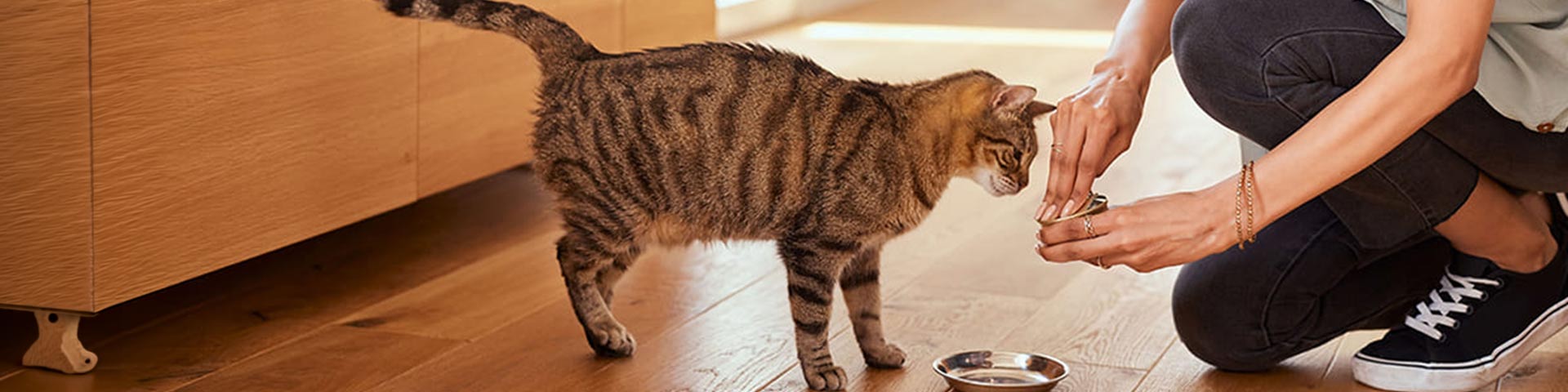 un homme qui donne à manger à son chat