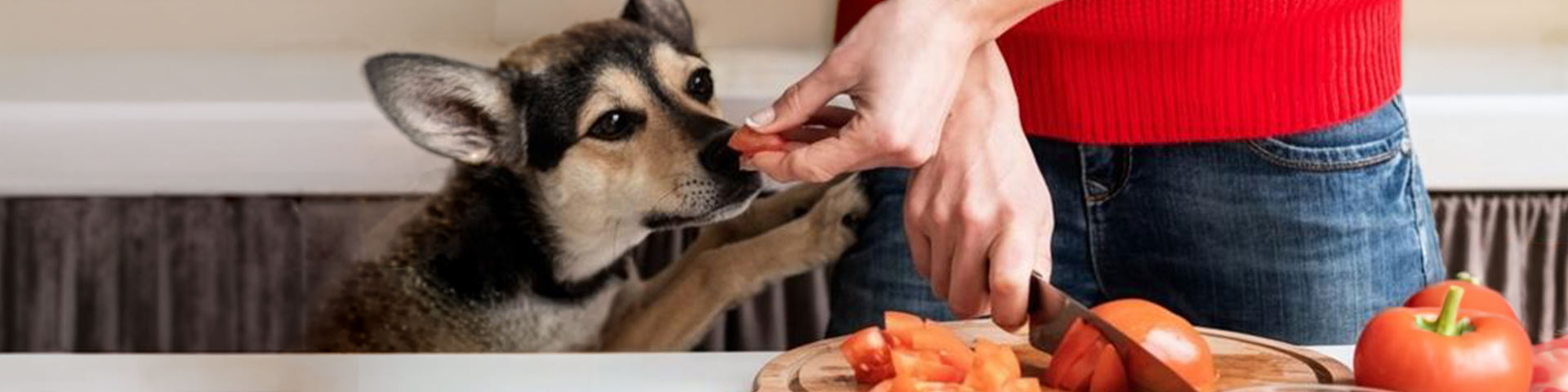 Un homme qui nourrit son chien