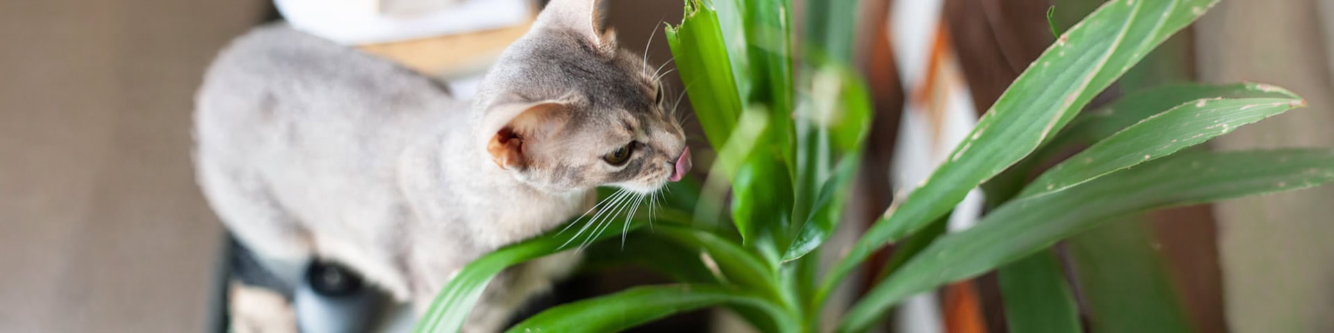 Un chat qui renifle une plante
