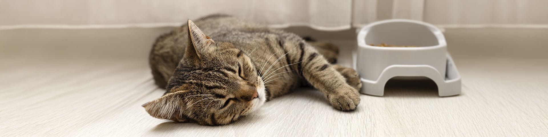 Un chat couché