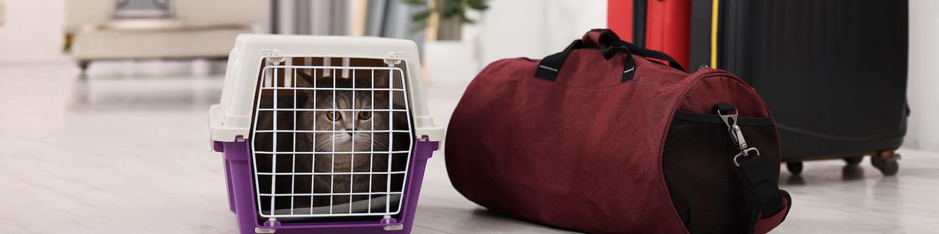 Un chat dans une cage de trasnport
