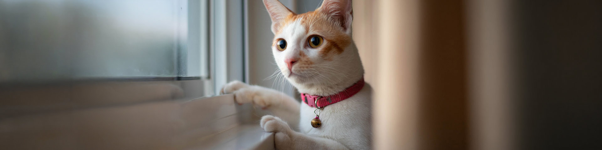 Un chat devant une fenêtre