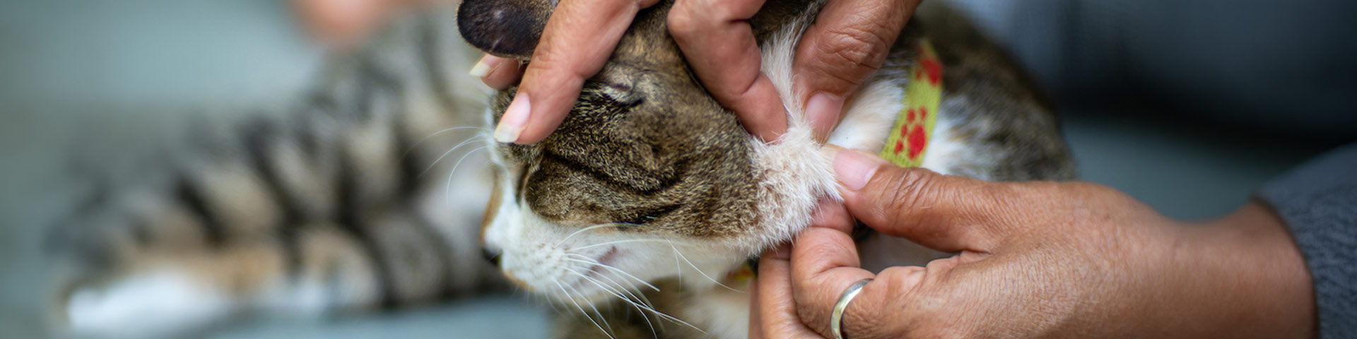une femme qui enlève un tique sur un chat
