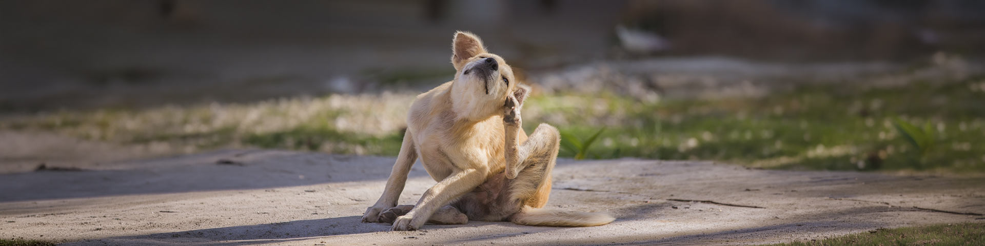 Un chien qui se gratte la tête