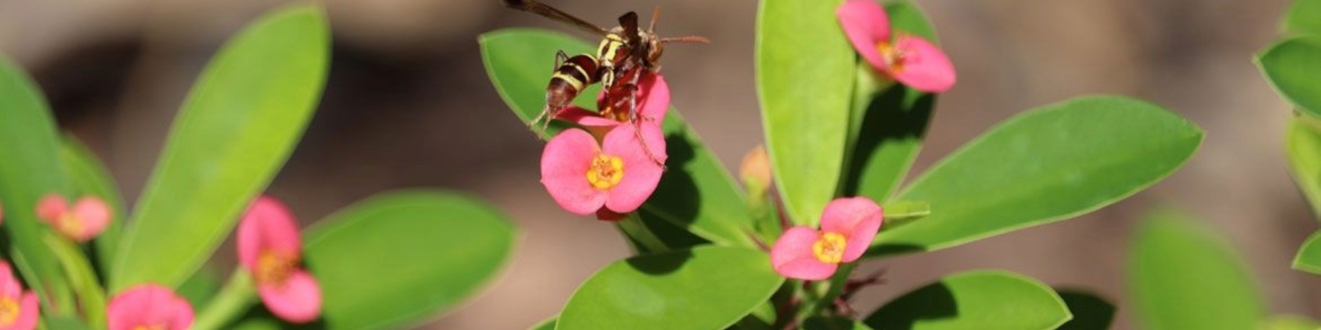 Header nid abeilles.jpeg