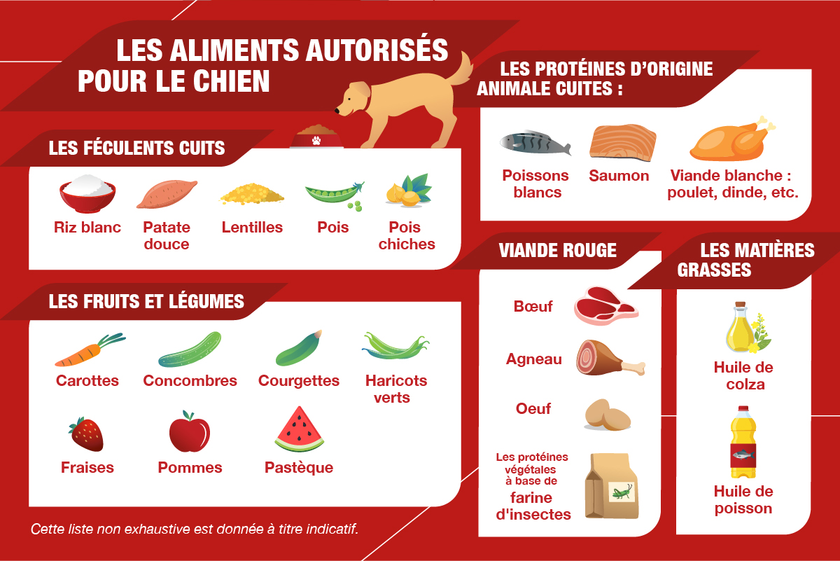 alimentation pour chien