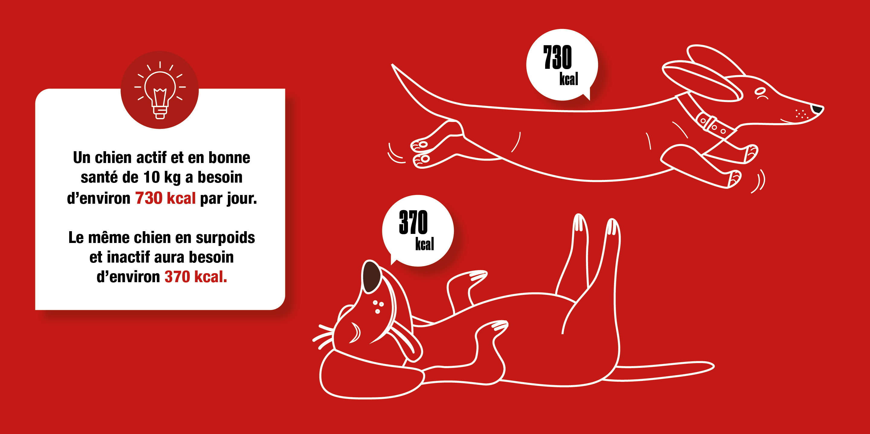 Les besoins du chien en calorie (infographie)