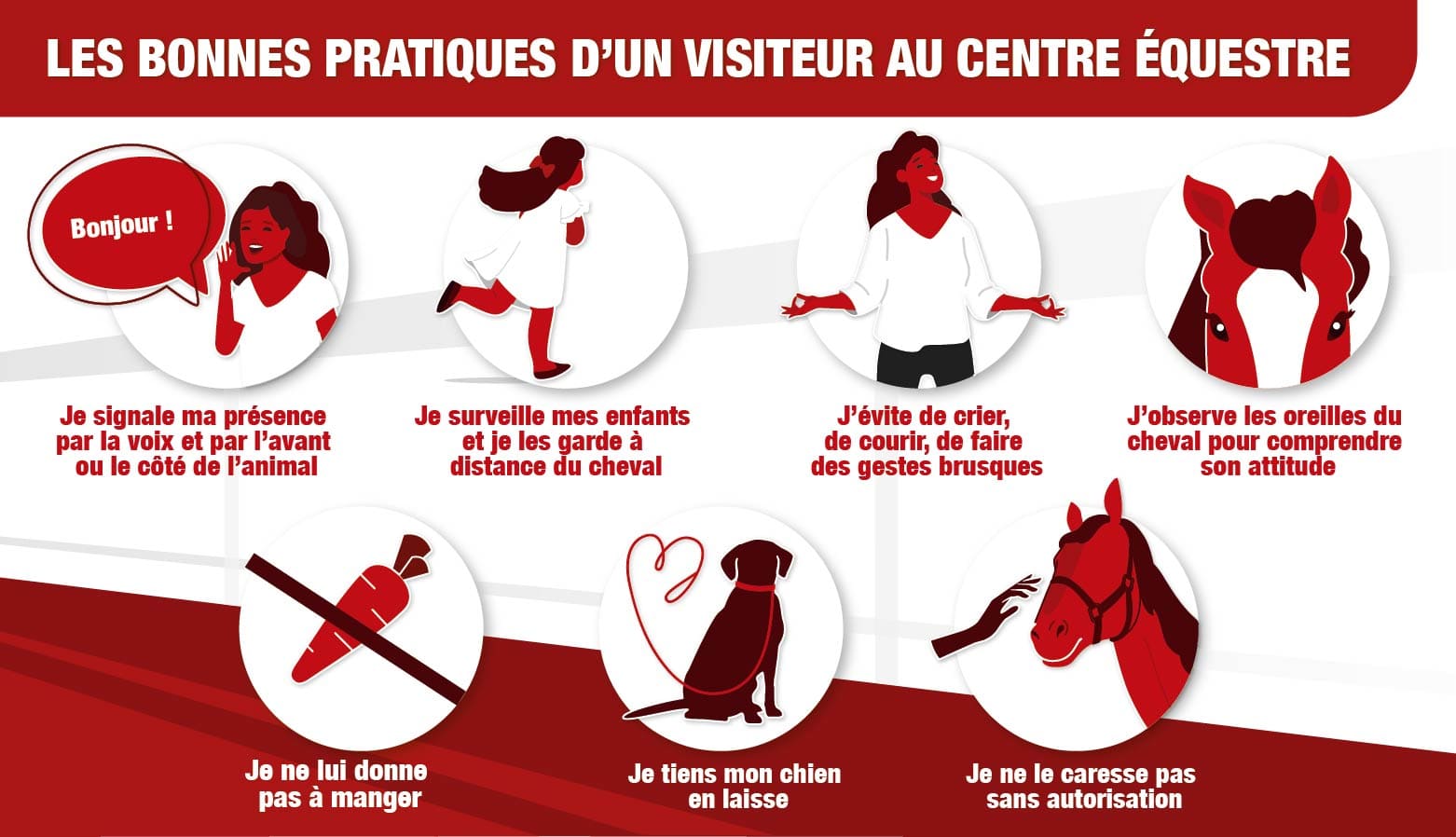 Les comportements d'un visiteur face à un cheval