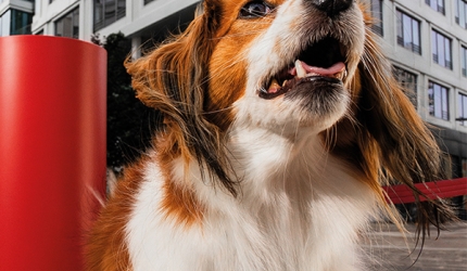 Photo d'un chien en milieu urbain