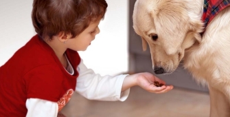 Article - assurance chien et chat - alimentation toxique chien