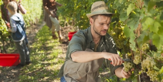 homme récolte de vignes