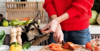 alimentation maison pour chien