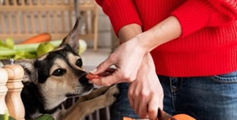 maître donnant une carotte à son chien dans une cuisine