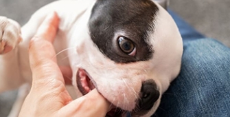 chien mordillant un mot