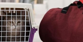 Déménager avec un chat