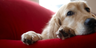 Un chien sur un canapé rouge