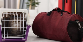 Un chat dans sa cage de transport