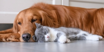 Un chien et un chat qui dorment l'un contre l'autre