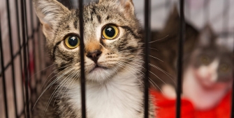 2 chats dans une cage fermée