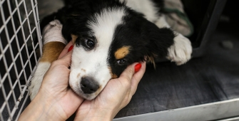 Les mains d'une femme tiennent gentiment la tête d'un chiot dans une cage