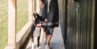 chien en promenade