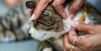 un chat entre les mains d'une femme