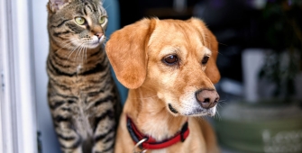 Un chien et un chat