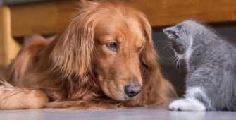 Un chien et un chaton 