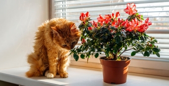 chat reniflant une plante en intérieur