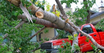 Un arbre tombé sur une voiture