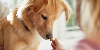 Enfant donnant une récompense alimentaire à un petit chiot