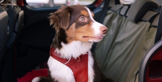 Chien dans une voiture