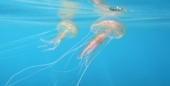 méduses