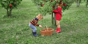 Deux enfants qui récupèrent des pommes