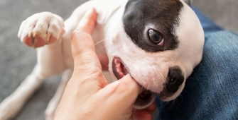 Un bulldog qui mordille une main